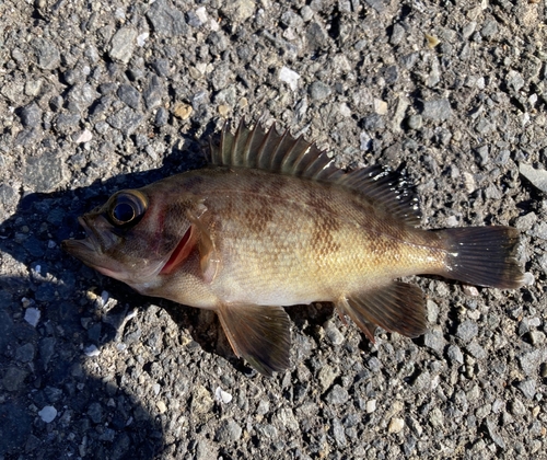 メバルの釣果