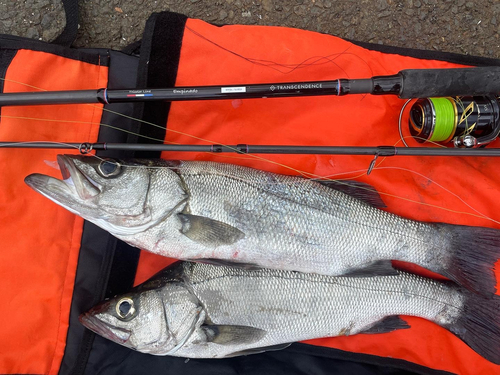 ヒラスズキの釣果