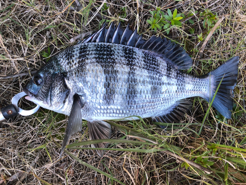 チヌの釣果