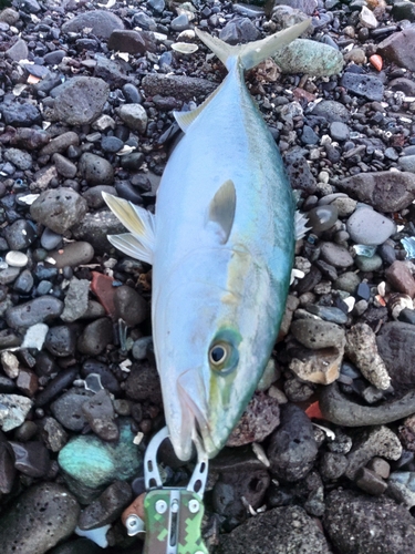 イナダの釣果