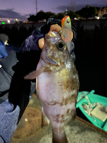 シロメバルの釣果