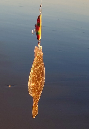 ソゲの釣果