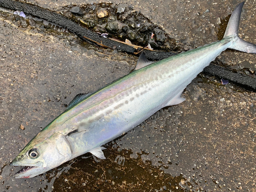 サゴシの釣果