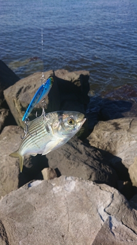 コノシロの釣果