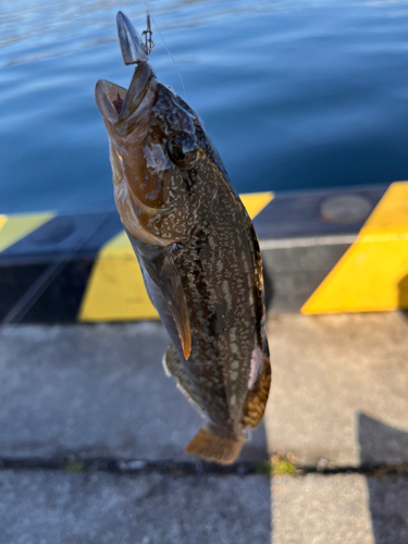 アイナメの釣果