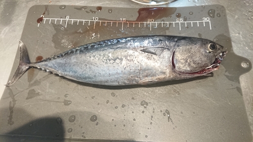 マルソウダの釣果