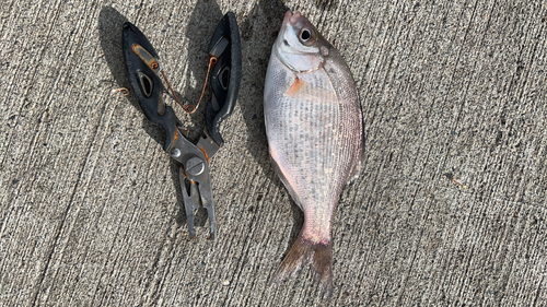 ウミタナゴの釣果