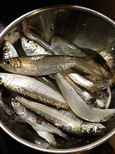 カタボシイワシの釣果