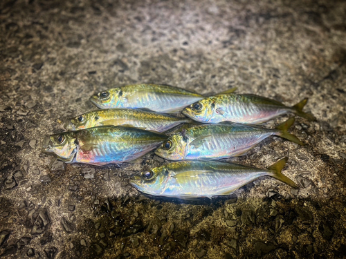 アジの釣果