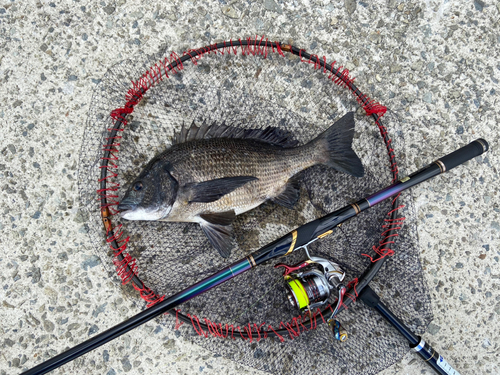 チヌの釣果