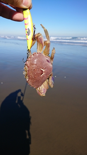 カニの釣果