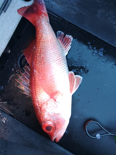 アカムツの釣果