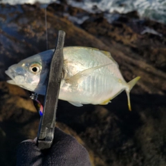 シマアジの釣果