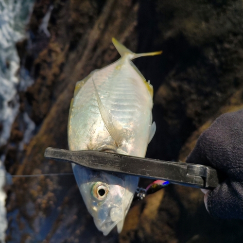 シマアジの釣果