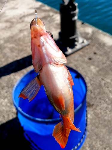 ベラの釣果