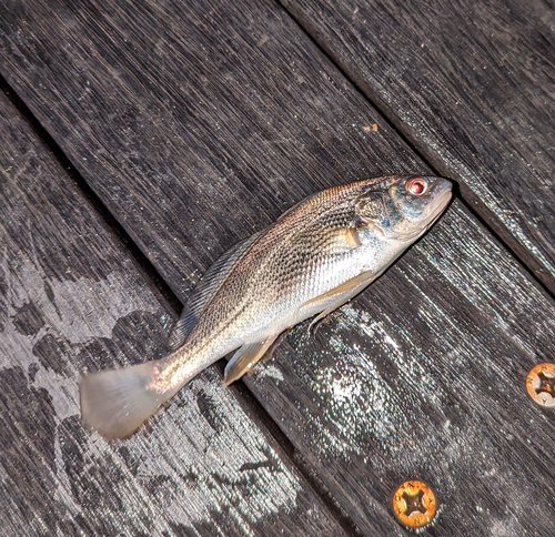 イシモチの釣果