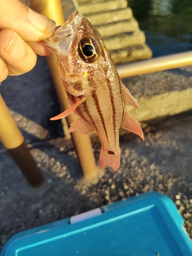 ネンブツダイの釣果