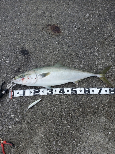 ハマチの釣果