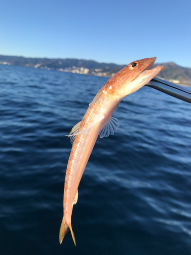 エソの釣果