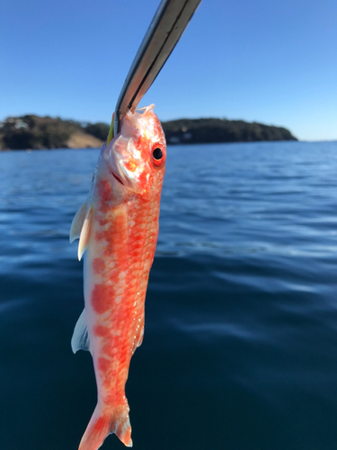 ヒメジの釣果