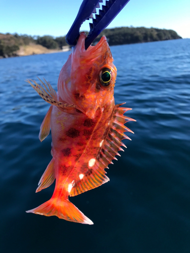 アヤメカサゴの釣果