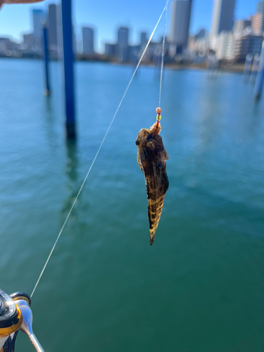 マハゼの釣果