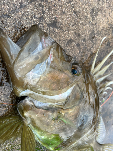 マトウダイの釣果