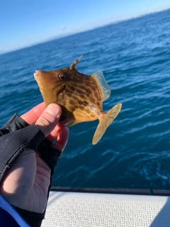 カワハギの釣果