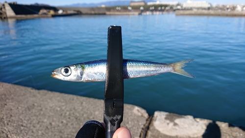 ウルメイワシの釣果