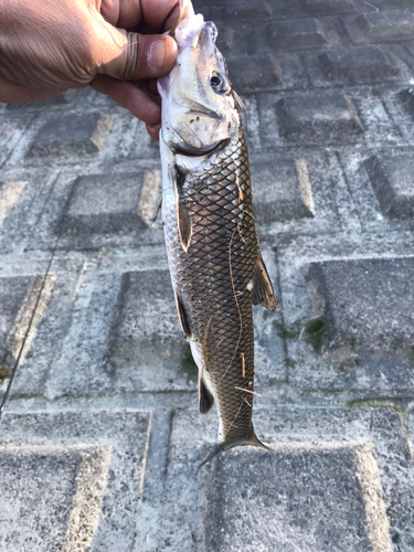 ニゴイの釣果