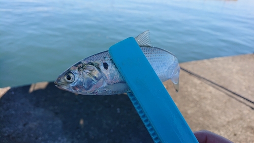 コハダの釣果