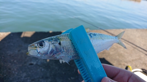 カタボシイワシの釣果