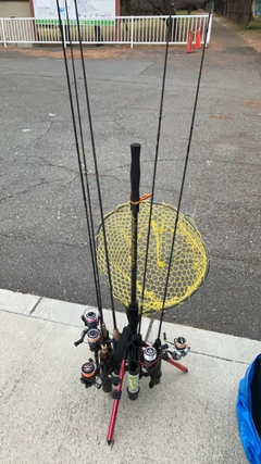 ニジマスの釣果