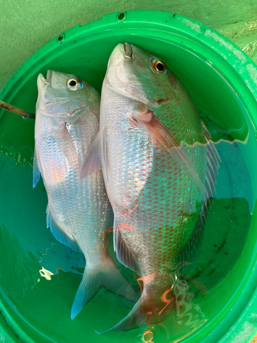 マダイの釣果