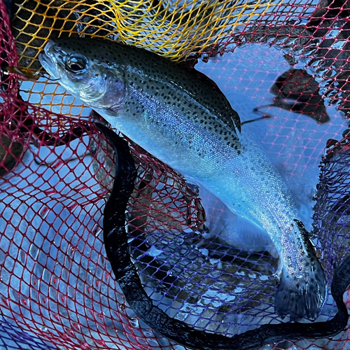 ニジマスの釣果