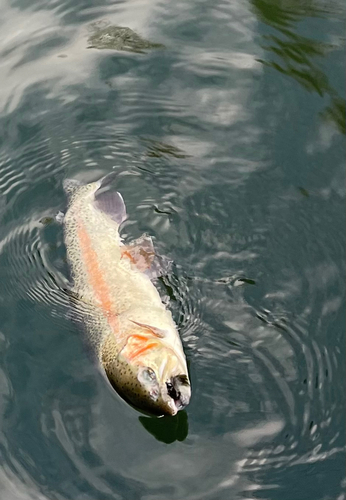 ニジマスの釣果