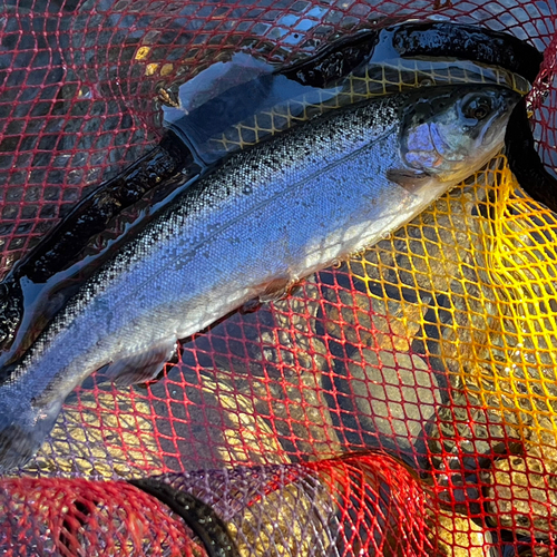 ニジマスの釣果