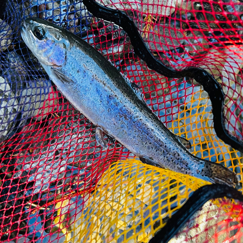 ニジマスの釣果