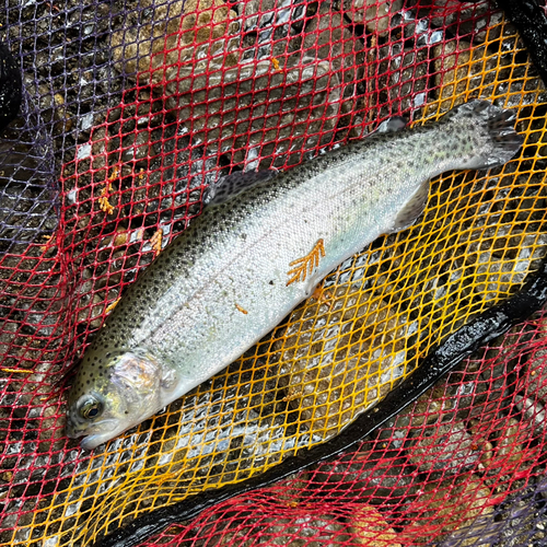 ニジマスの釣果