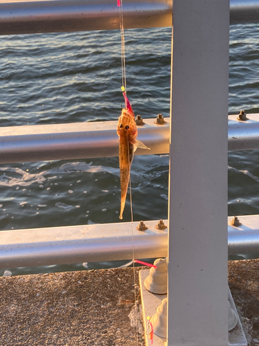 ハゼの釣果