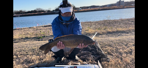 コイの釣果