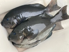 メジナの釣果