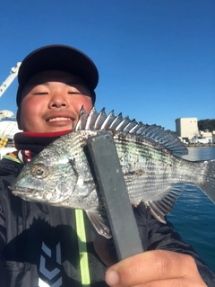 クロダイの釣果