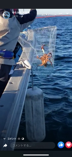 タコの釣果