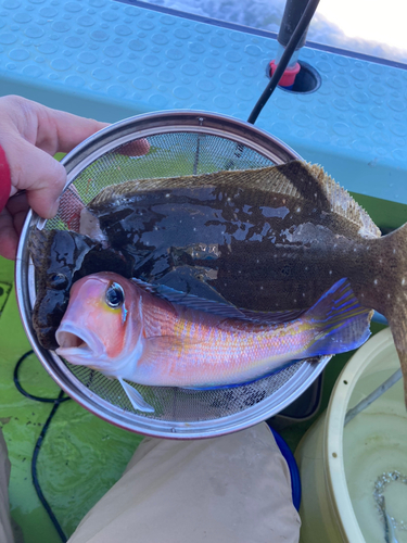 アマダイの釣果