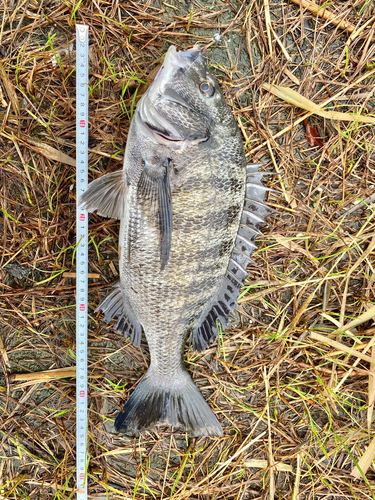 クロダイの釣果