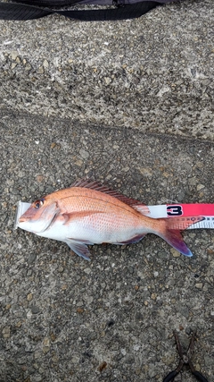 マダイの釣果