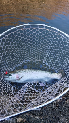 スチールヘッドの釣果