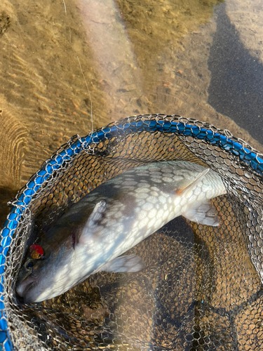 ニジマスの釣果