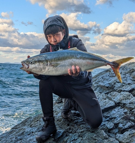 ブリの釣果